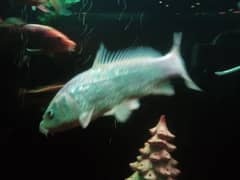6+ and 8+  inches carb fish