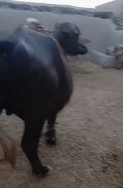 katta qurbani k lye