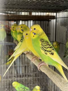 Australian Parrots All Colours | Budgies | Red Eyes | TCB