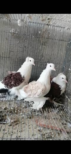 3 peice hai one male or one female Confrm hai 1 single  11000 3 ka
