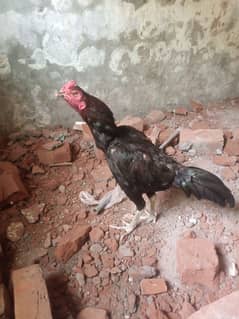 aseel murga