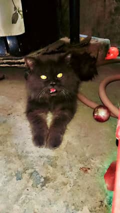 cat for sale