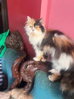 Calico Persian breeder peki bloodline