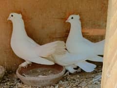 lakha