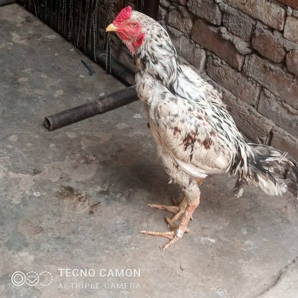 Aseel Shamo cross patha 3