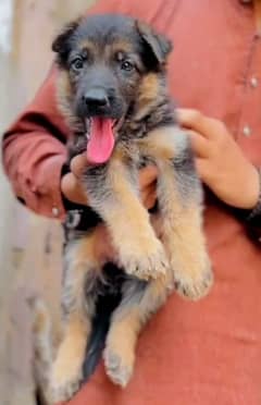 German Shepherd female puppy  40 days age