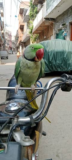 Raw parrot [tamed and talking]