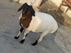 Beautiful sheep