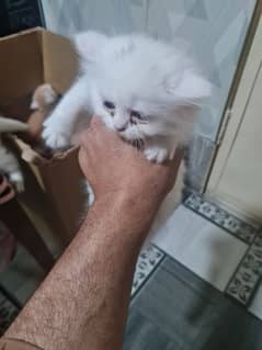 Triple coated cat babies