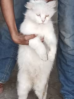 Matted female for sale