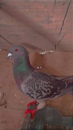 raser pigeons