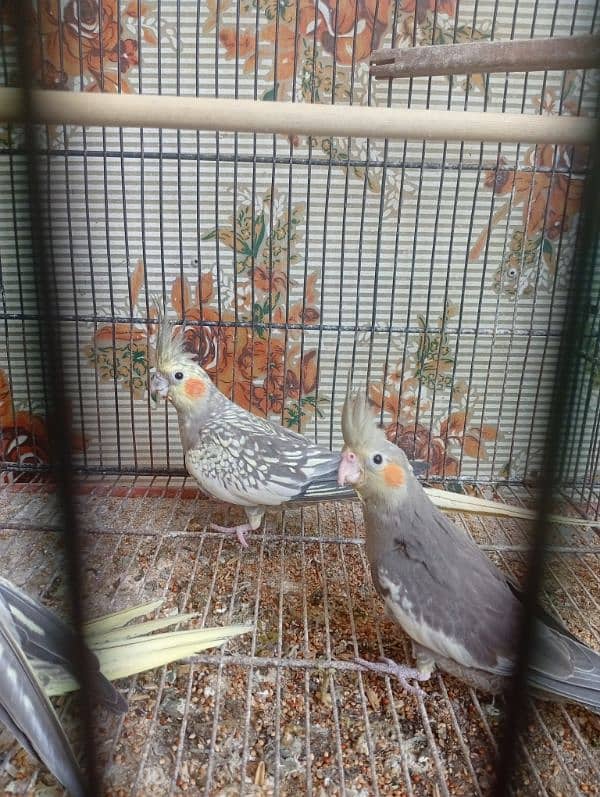 Breeder cockatiel Pairs with Chicks And Cages 6