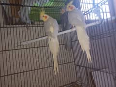 Breeder Male Cockatiels for Sale