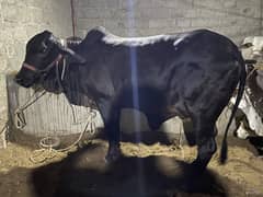 Cow for Sale | Qurbani Ka Janwar | Cow for Qurbani