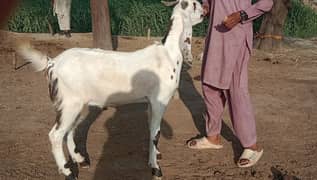 vip bkre for eid ul adha