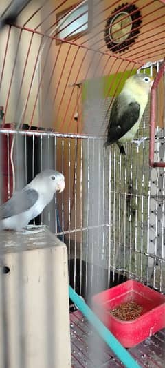 lovebirds pair & cage