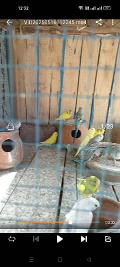 budgies