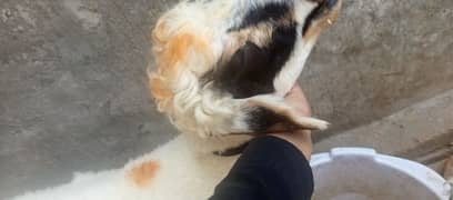 chatra For sale
