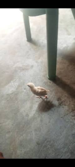 ʏᴀ