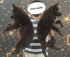 German shepherd puppies / German shepherd dog / GSD puppy for sale