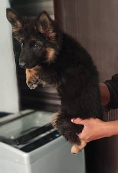 German shepherd puppies / German shepherd dog / GSD puppy for sale