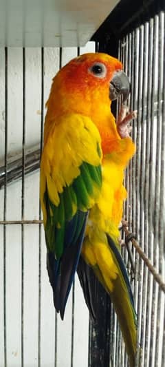 Sun
