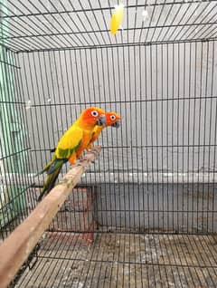 sunconure