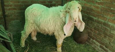 Kajla bakra for sale