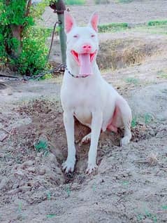 Gultair Dog for sale available
