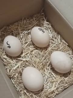 peacocks available 03207625176 whatsup fertile eggs and chicks also