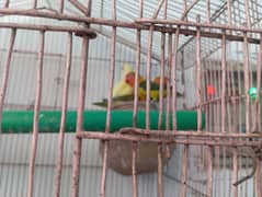 pair love birds  for sale healthy  active  ready to bread