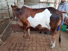 qurbani