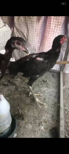 Thai chicks pair