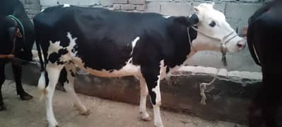 Qurbani 2025