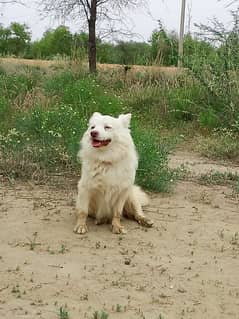 Finest Russian Dog available