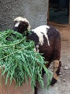 qurbani ke dumbe