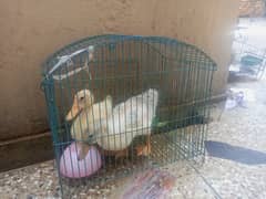 Duck pair with free 1kg feed