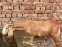 qurbani