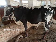 Qurbani