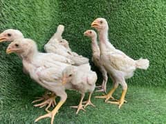 White shamo Chicks | Japanese white Shamo | Thai Chicks
