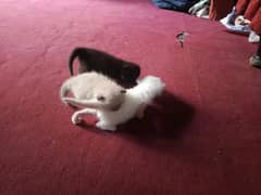 Russian cats baby