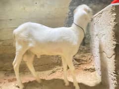 pure Mundra full active 2k25 qurabri 03195985139