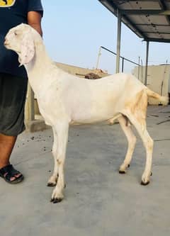 Qurbani ka bakra bakria available for sale in responsible price