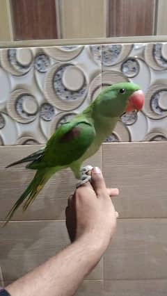 raw parrot pair full healthy and active self team cheeks
