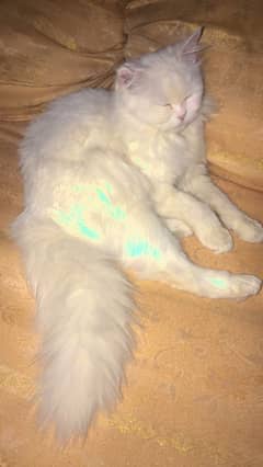 female cat