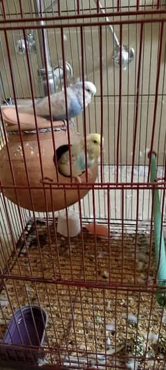 Beautiful Australian breeding exhibition pair
