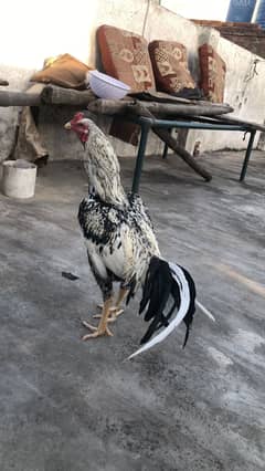 Aseel sindhi murga for sale