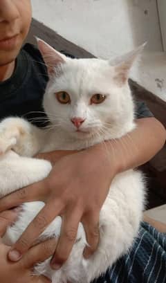 white cat