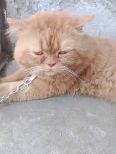 Persian