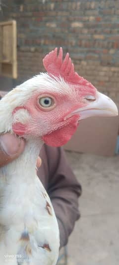 aseel murg for sale
